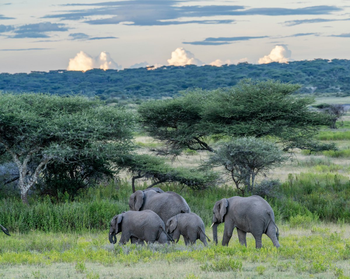 Elephants at the sunset, Serengeti, Tanzania, Africa 🐘🐘🇹🇿

#MondayMorning #nature #Africa