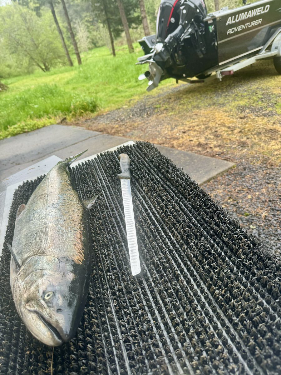 Been getting some good action this last week… let’s hope that continues! 

#Fishing #Salmon #GoBoldly