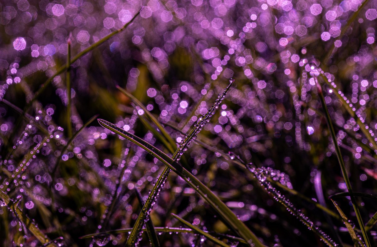 Beautiful raindrop photos available on my website linda-howes.pixels.com/featured/hundr… #Raindrops #bokeh #abstract #nature #water #sparkle #sunlight #NaturalAbstract #CreativePhotography #naturephotography #grass #shapes #reflections #LindaHowes