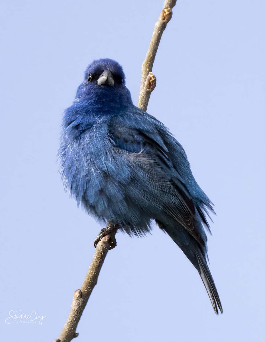 Indigo Bunting. These beauties will nest and raise their young before heading back to Central America late summer.