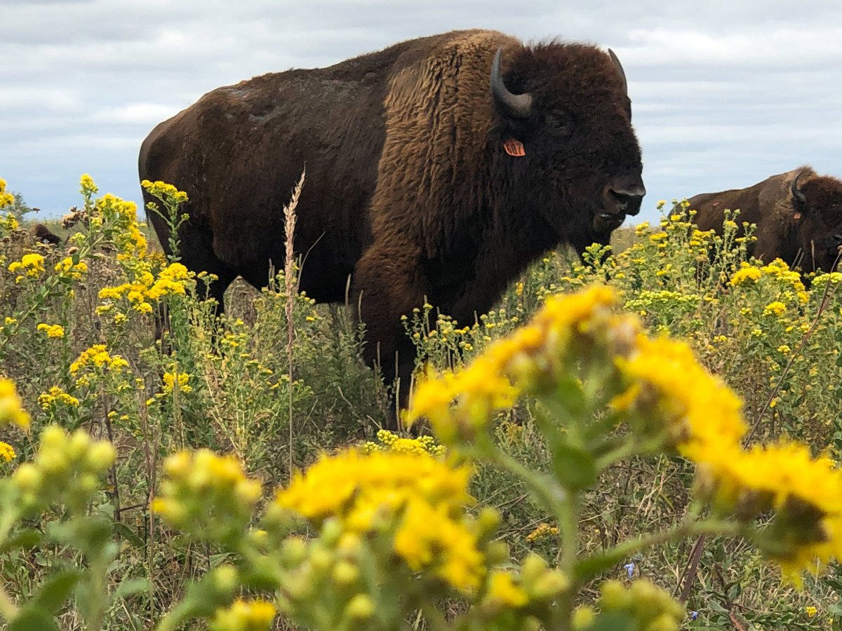 You’re a “look at the moon, look at the stars kinda gal” Im the “look at that Honey, how much for the bison” kinda one. Give us a home where the Buffalo roam wasn’t being sung without reason: Bisons create a home for Bees. Bisons heavy & strong hooves disquiet & break up the