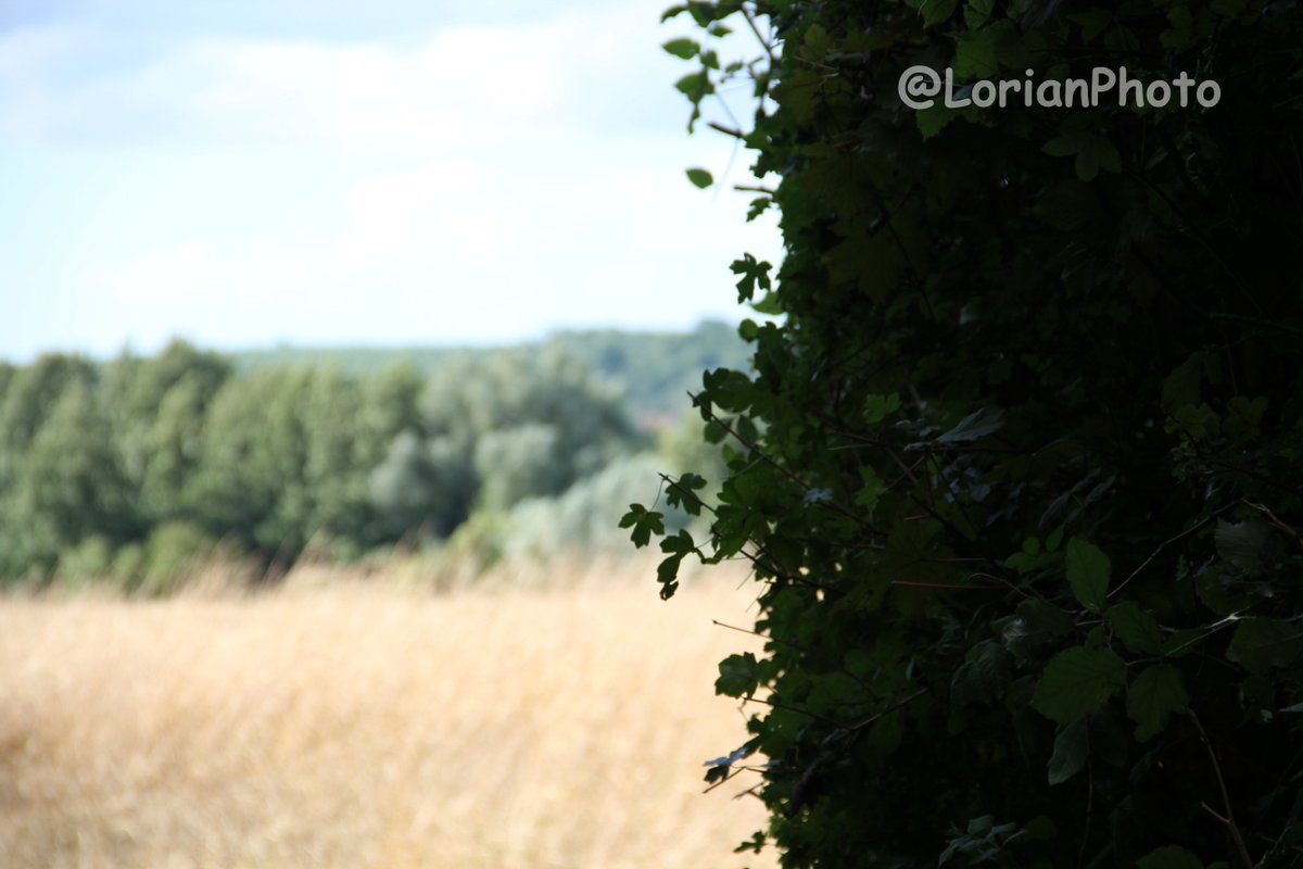 #paysage #landscape #campagne #countryside #photo #photographie #photography #appareilphoto #camera #reflex #dslr #sansretouche #pasderetouche #noretouching #nopostproduction