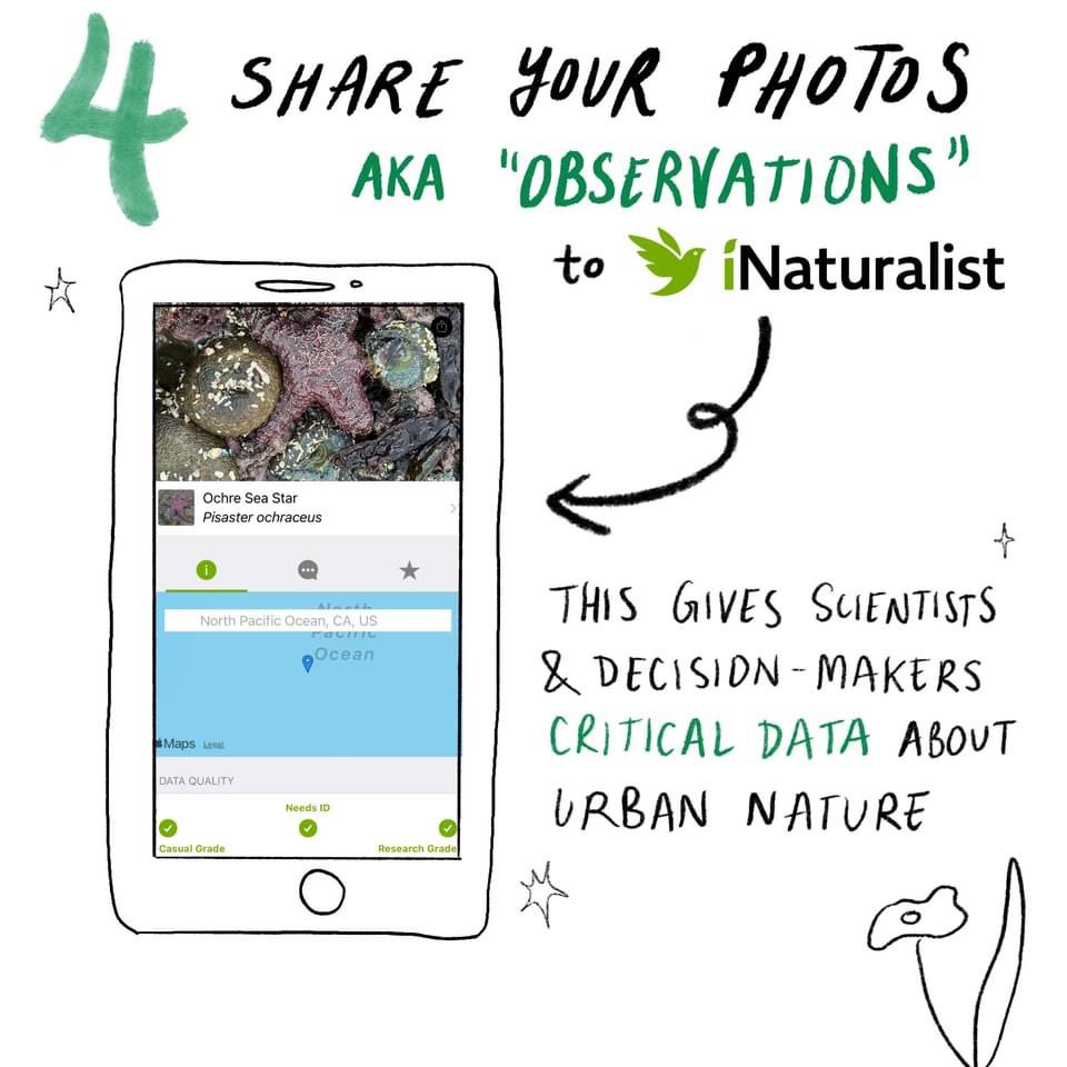 City Nature Challenge is on now! It’s easy to use iNaturalist to share your observations! iNaturalist data provides valuable information for habitat and species protection. Every observation counts! cncldnont.ca