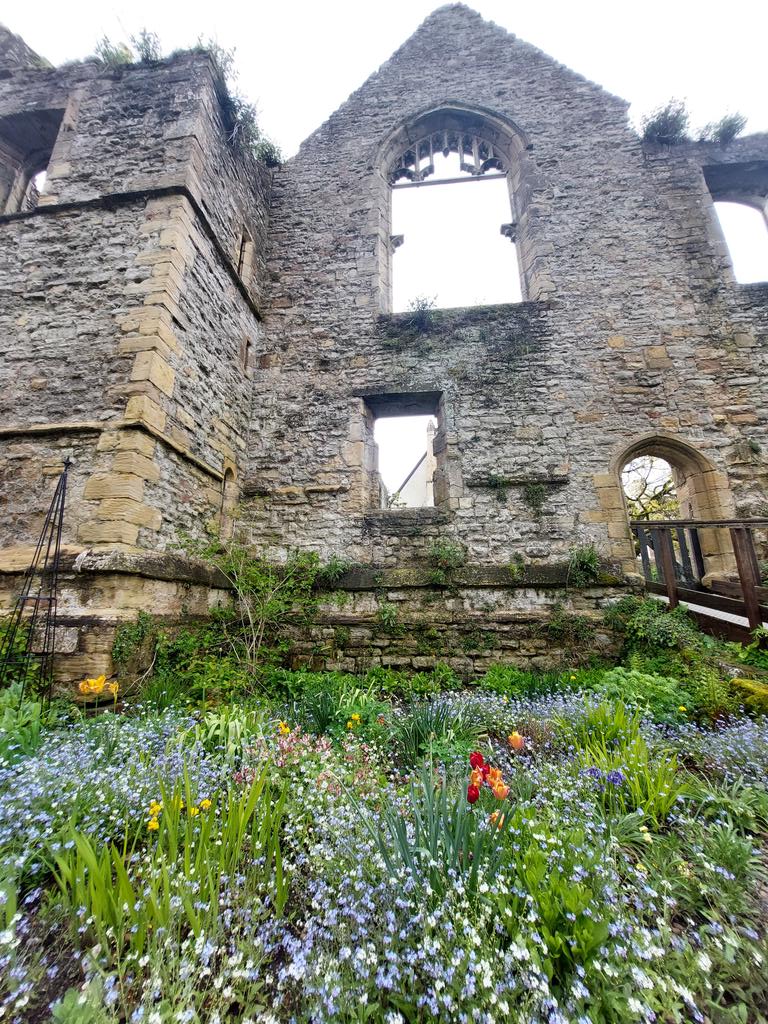 Beautiful spring flowers in the ruins of Archbishop's Palace near Southwell Minster, where Cardinal Wolsey spent his final summer.