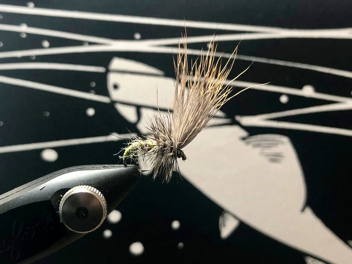 Shaggy Olive, size 14…

RISE print by <a href="/Phishtitz/">David Burton</a>