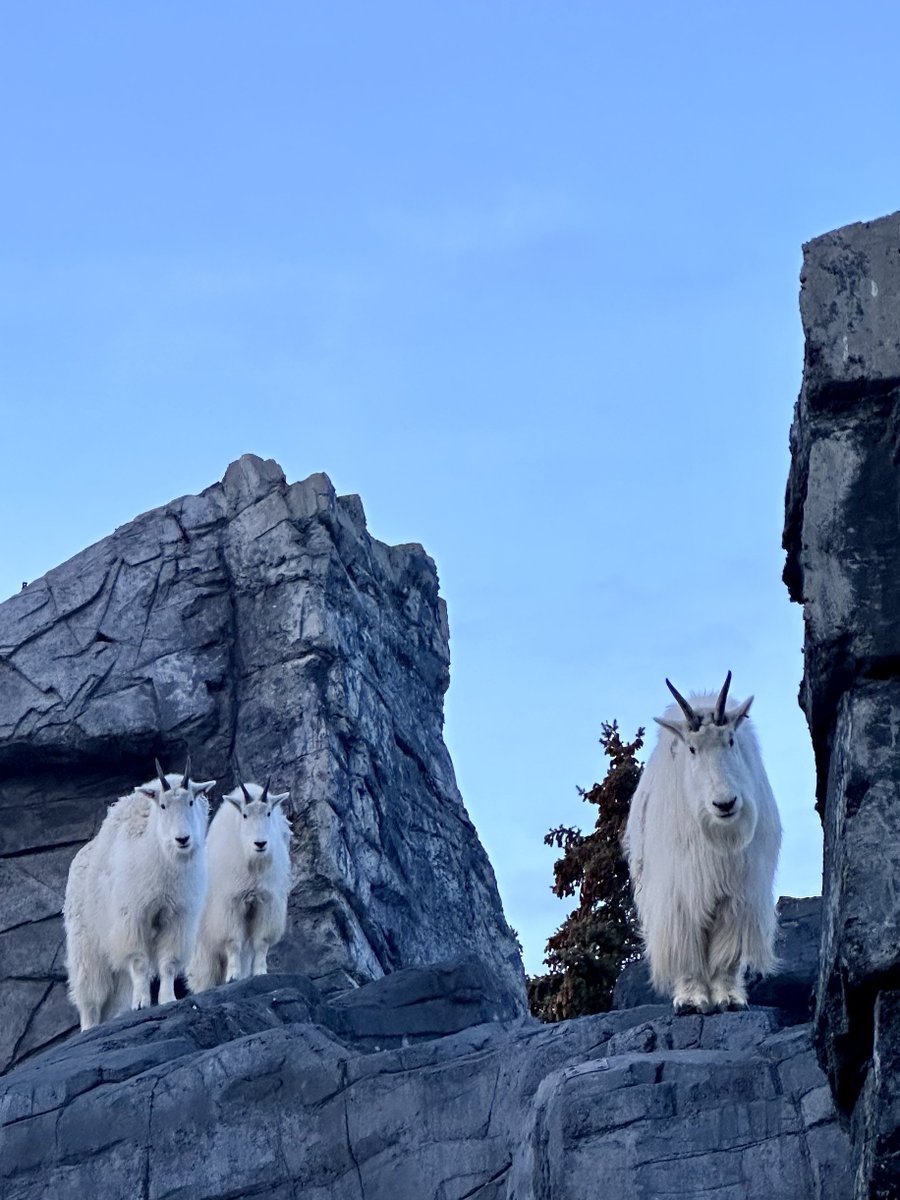 New rock(y mountain goat) album just dropped. 🎶🐐 #YourZooYYC