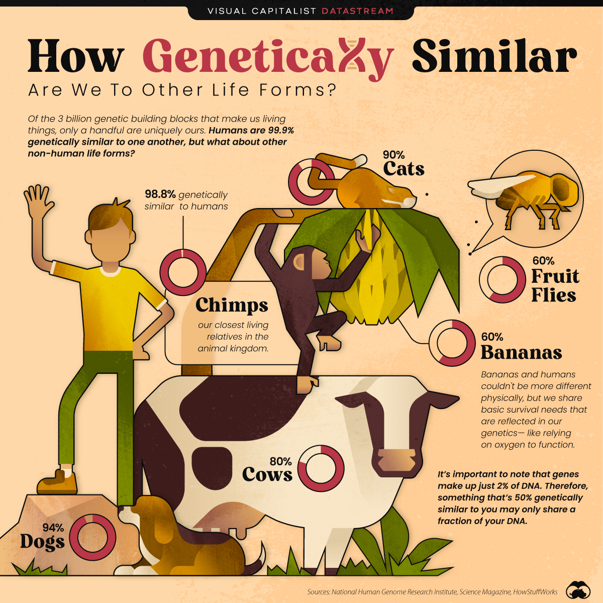 How Genetically Similar Are We To Other Life Forms? 🐄 From the archive: visualcapitalist.com/comparing-gene…