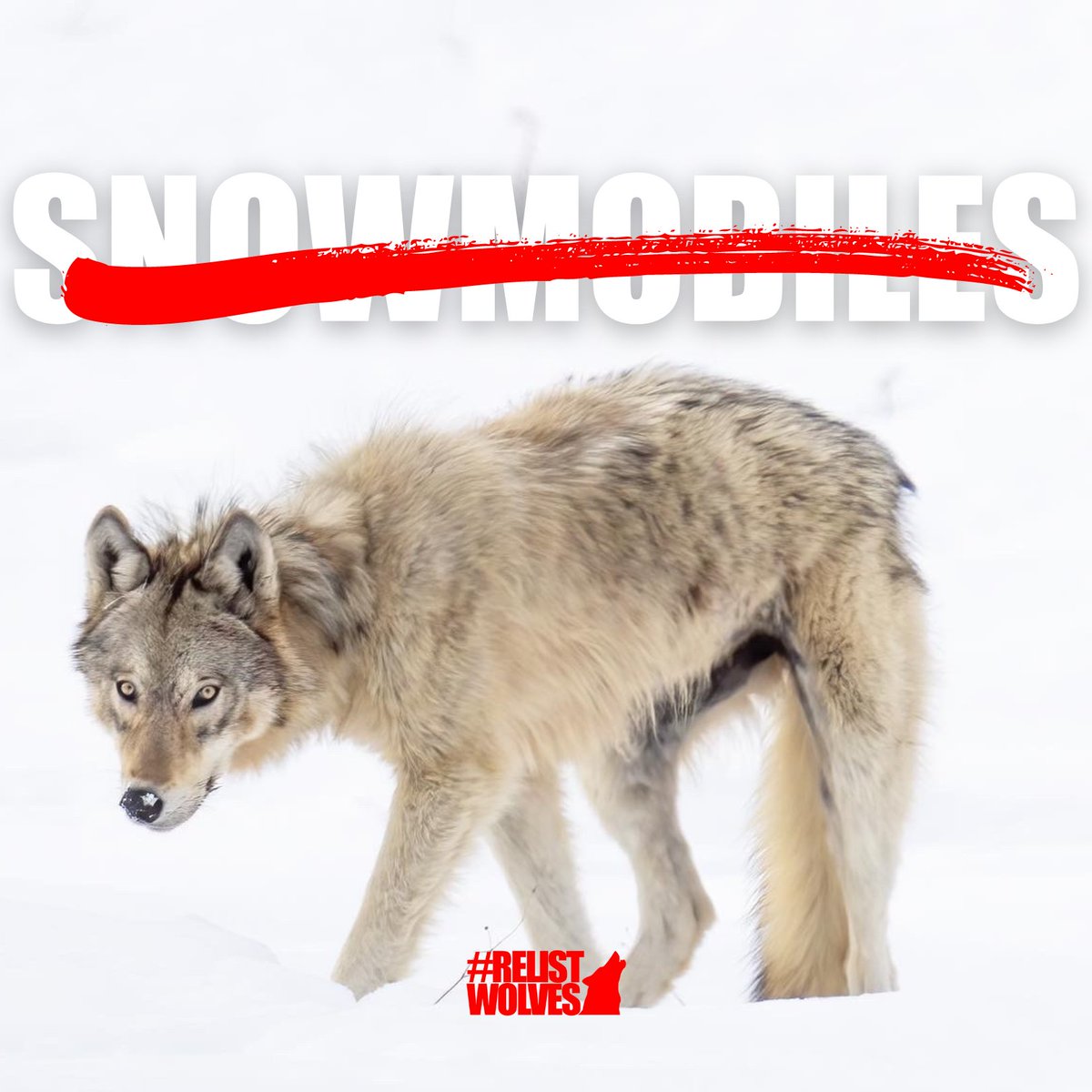 Following the incident in Wyoming, over 60 conservation groups in North America have called on the U.S. Forest Service and Bureau of Land Management to ban the use of snowmobiles or other vehicles to harm or kill wildlife on federal lands. RelistWolves.Org/Wyoming-Action