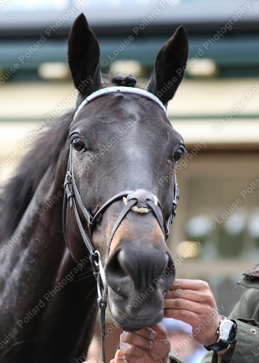 Sea King and @PaulMulrennan Win The M.C.H. Hutchinson Memorial Trophy Handicap @RiponRaces27th April 2024 Trained By Sir Mark Prescott Bt Owned By Neil Boyden @HeathHouseNkt bit.ly/3wmTaOd