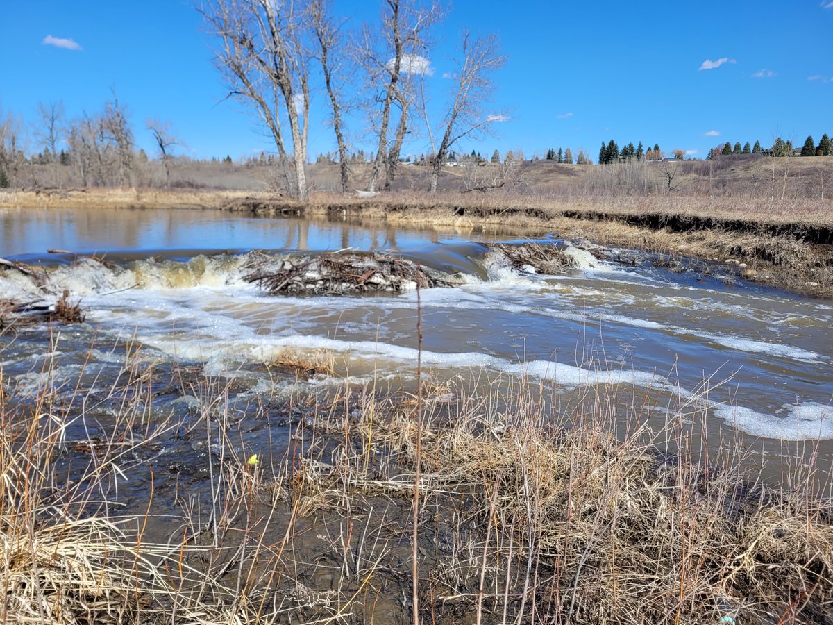 FishCreekPP's tweet image. Spring brings renewal not just for us but for wildlife too! 🌊🐟 Thanks to seasonal floods, trout can swim upstream to spawn when beaver dams burst. Nature's balance in action! 📸: Rose Ratliffe #NaturePhotography #SpringFlooding #WildlifeConservation