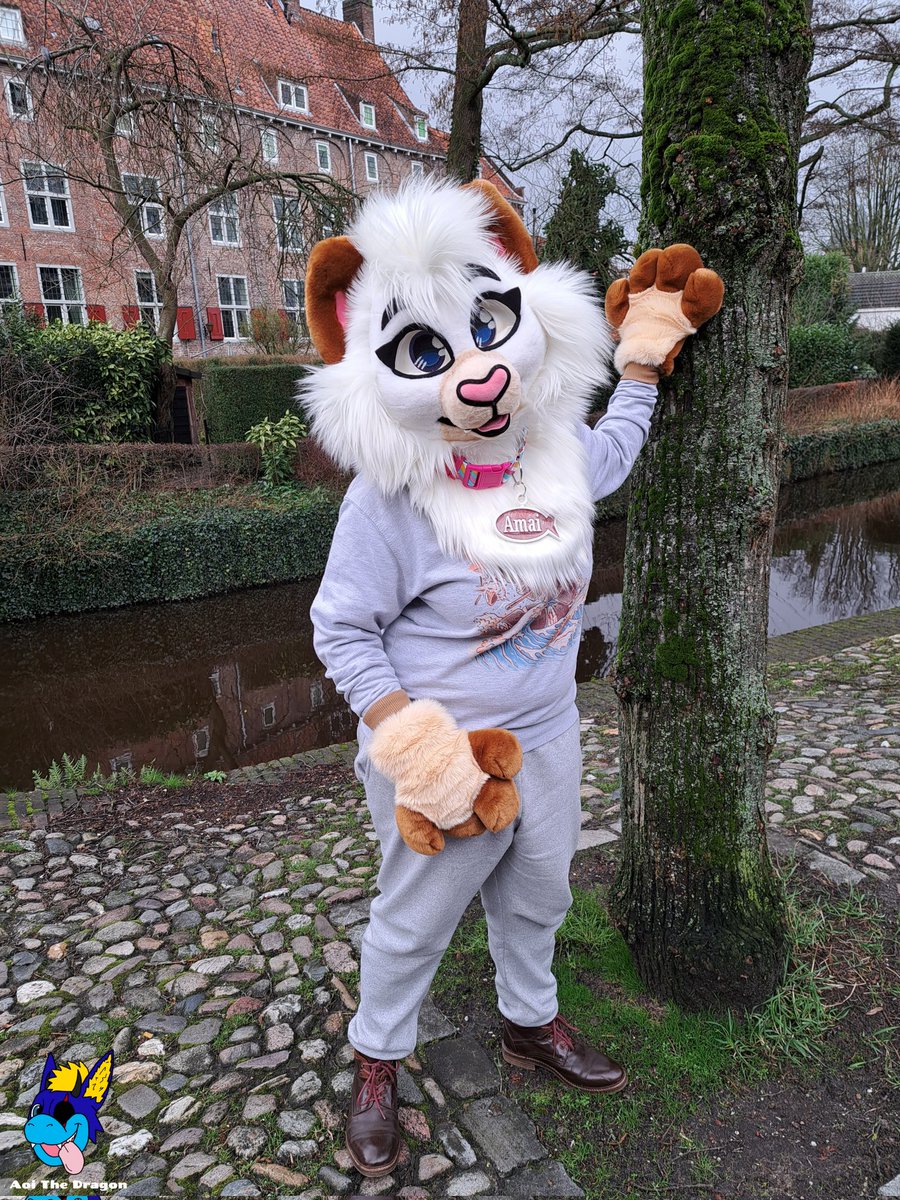 Neat little photo of Amai the Cat at the Amersfoort Furwalk! 💙

(photo from a while ago)