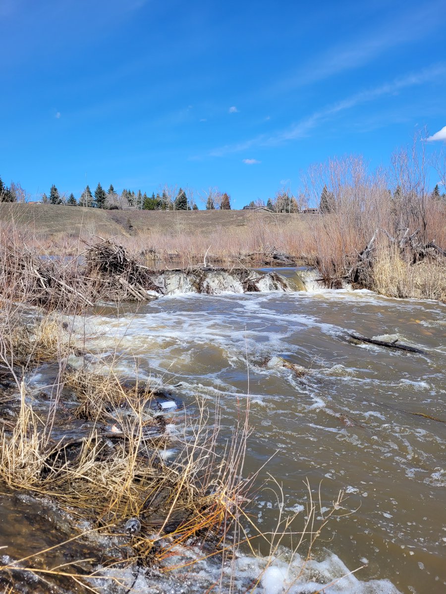 Spring brings renewal not just for us but for wildlife too! 🌊🐟 Thanks to seasonal floods, trout can swim upstream to spawn when beaver dams burst. Nature's balance in action! 📸: Rose Ratliffe #NaturePhotography #SpringFlooding #WildlifeConservation