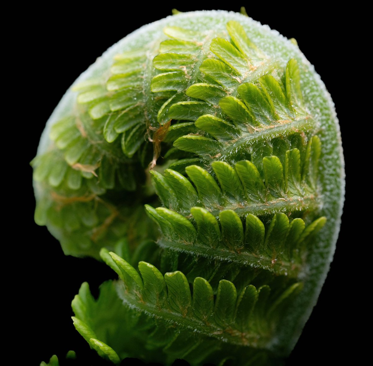 @WLH1972 Love the simplicity of this fern frond #SundaySharing