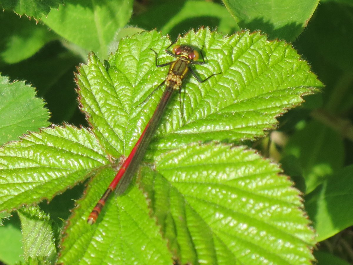 Large Red Damselfly