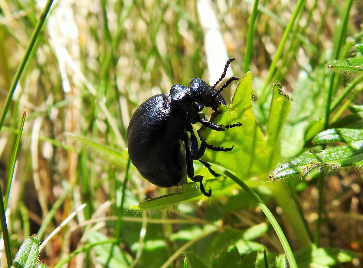 Perfect conditions to look for Short-necked Oil Beetles on Barra today: sunshine and warm enough to leave my jacket at home! Counted 32 in 1.5 hours, most were in 2 tiny hotspots. Feels like numbers are down this year compared to previous 3 seasons. @OilBeetlesUK @SpeciesEdge