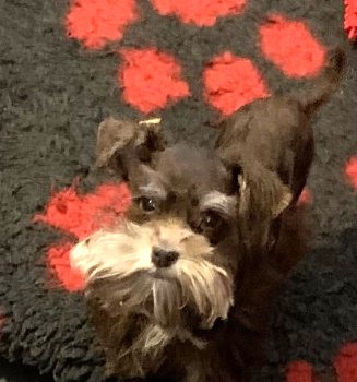 #LOST #DOG WINNIE 
#Puppy #Female Miniature #Schnauzer 
Chocolate & Tan
#Missing from garden Runcton Holme nr 
#KingsLynn #Norfolk #PE33 East Anglia
Friday 26th April 2024 
#DogLostUK #Lostdog #ScanMe 

doglost.co.uk/dog/191875