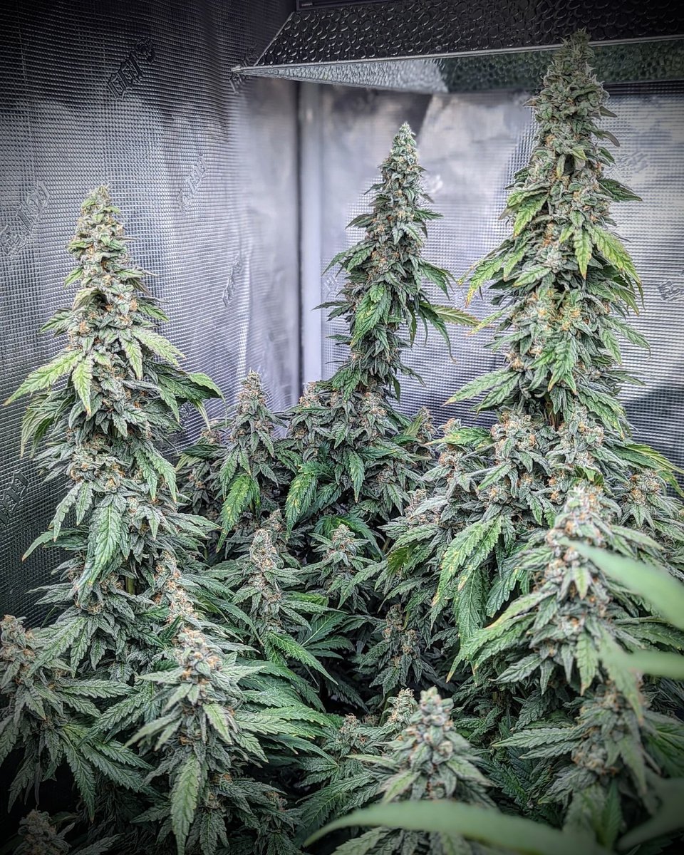 🏆🌿 Weekly Grower Spotlight: @dawizardofounces - tag us in your Lotus Nutrients grow pics and use #LotusSpotlight for a chance to be featured on our page! 🌱 Grown with @lotusnutrients 😁 Grow with Lotus today: bit.ly/LOTUS4U