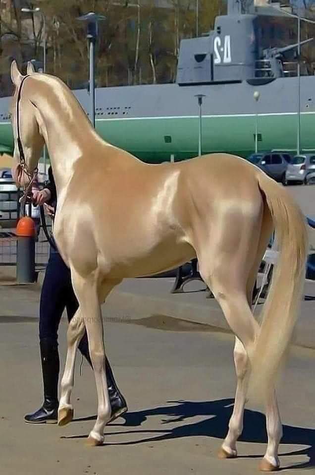 الحصان الذهبي 'الأكحل تيكي' من اصل تركمنستاني...وهو من أجمل خيول العالم وأرشقها 😍