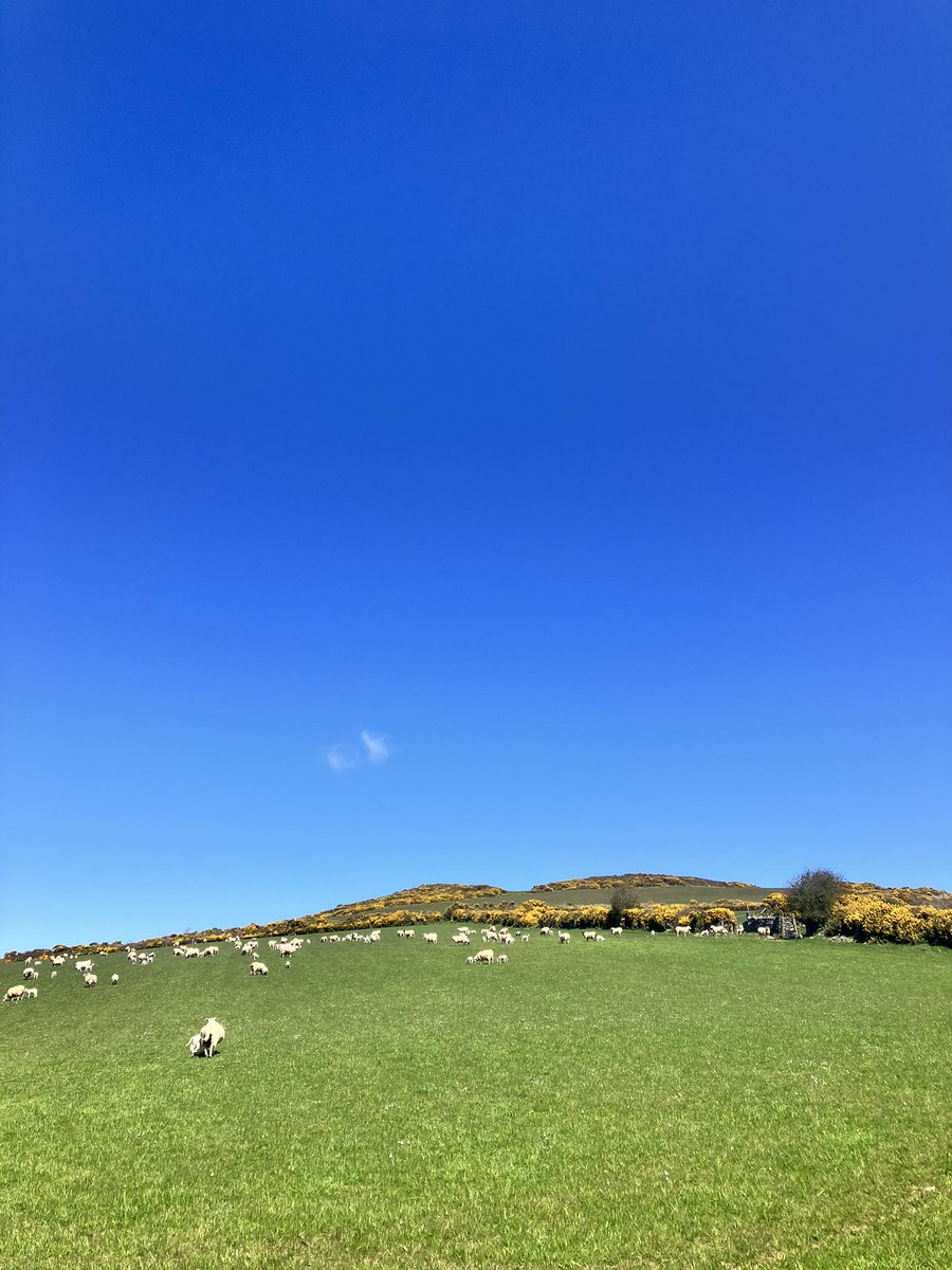 ManxShepherdess tweet picture