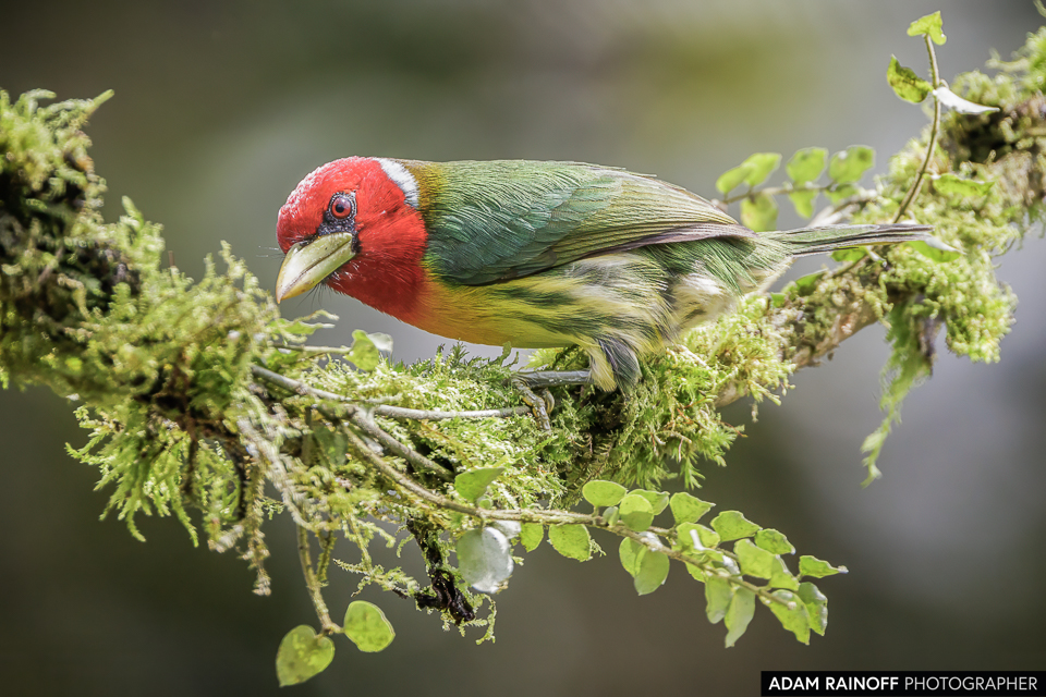 Spotted the striking Red-headed Barbet (Eubucco bourcierii) at La Florida El Bosque de las Aves, Colombia. Its vivid colors light up the Andean forest. 🌳🐦 #RedHeadedBarbet #EubuccoBourcierii #BirdTwitter #NaturePhotography #ColombianWildlife

©2021 Adam Rainoff Photographer