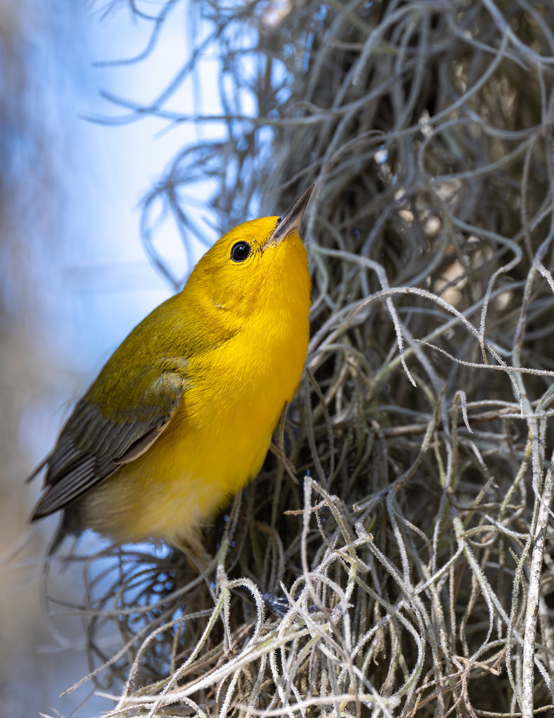 New photo: Straight off the Moss | A Prothonotary Warbler gets ready to launch itself off some moss, chasing its target. | flic.kr/p/2pMRWwX