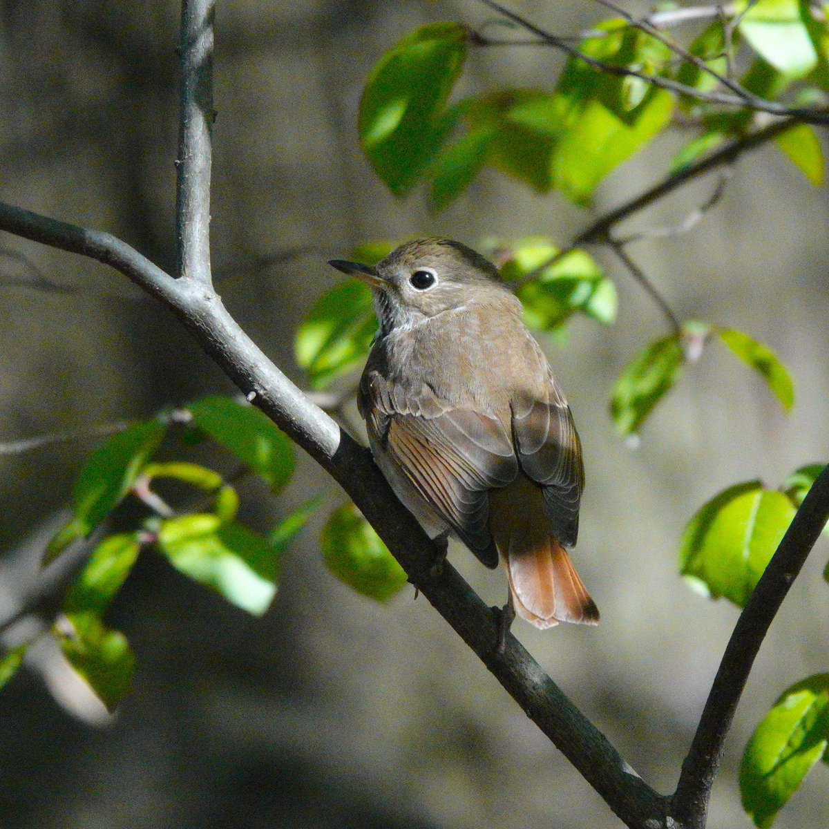 Hermit Thrush in the ramble. Many I’ve seen this migration have the more typical russet coloring. This bird looked more like individuals from western states with a grayish back and the russet tail coloring #birding #birdphotography #birdsofcentralpark #birds #birdcpp #birdcp