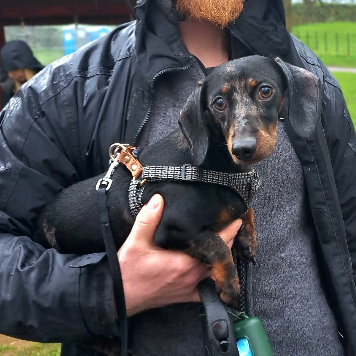 Ambassador Abney had a great (but very #soggy) day with all her doggy pals @NTLymePark for the @HearingDogs Great British Dog Walk #assistancedog #dogswithjobs #volunteer #puppytrainer #blueroan #cockerspaniel