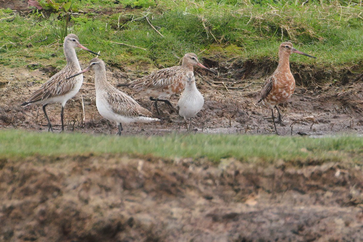 Bartailed Godwits from Lodmoor taken over the the last few days, including today with an added Knot, 3rd pic...