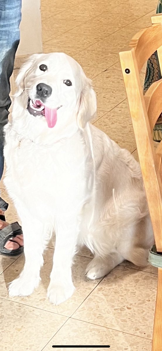 זאוס הבת tweet media