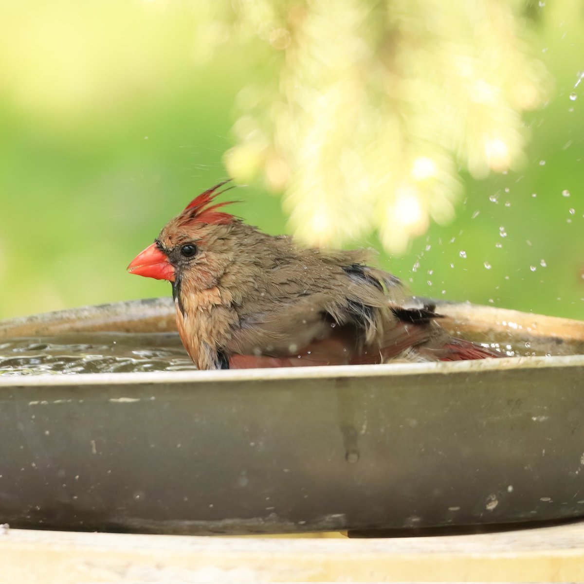 Bath time for this female cardinal...
#femalecardinals #femalecardinal #cardinals #cardinal #bathtime #bathtimefun #bath #birdlovers #bathtimefuntime #ohiobirdworld #ohiobirdlovers #birdwatching #birdwatchers #birdlife #birdwatchersdaily #birdwatcher #birdloversdaily