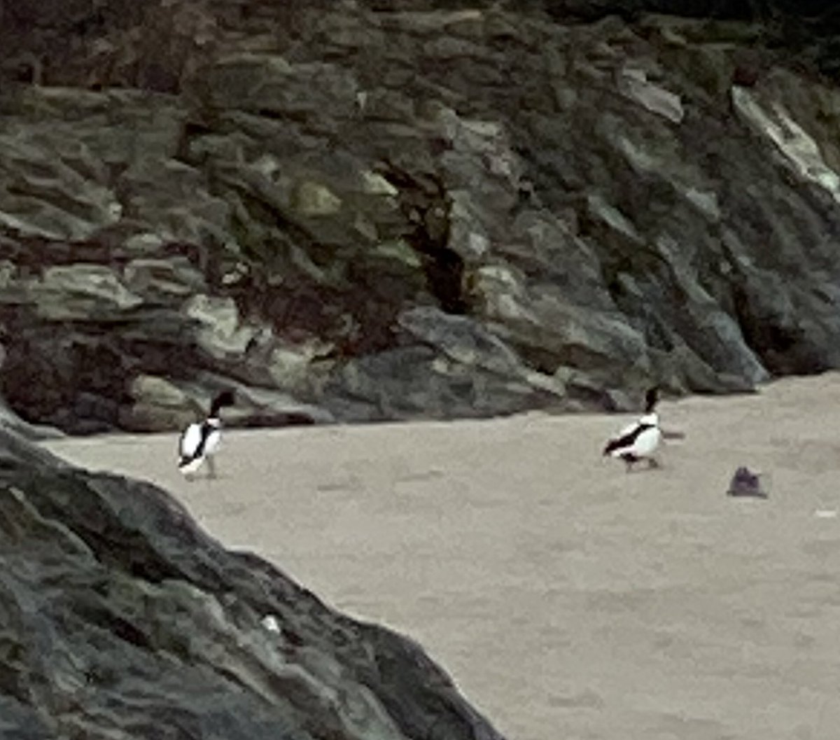 Can anyone help identify these seabirds seen on a south Cornwall beach this afternoon? Much larger than the Oystercatchers usually seen. About the size of a duck… Thanks 🙂