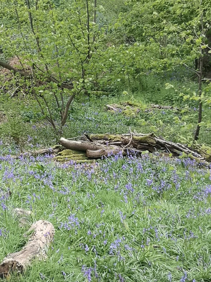 Bluebells in the woods #FlowerReport