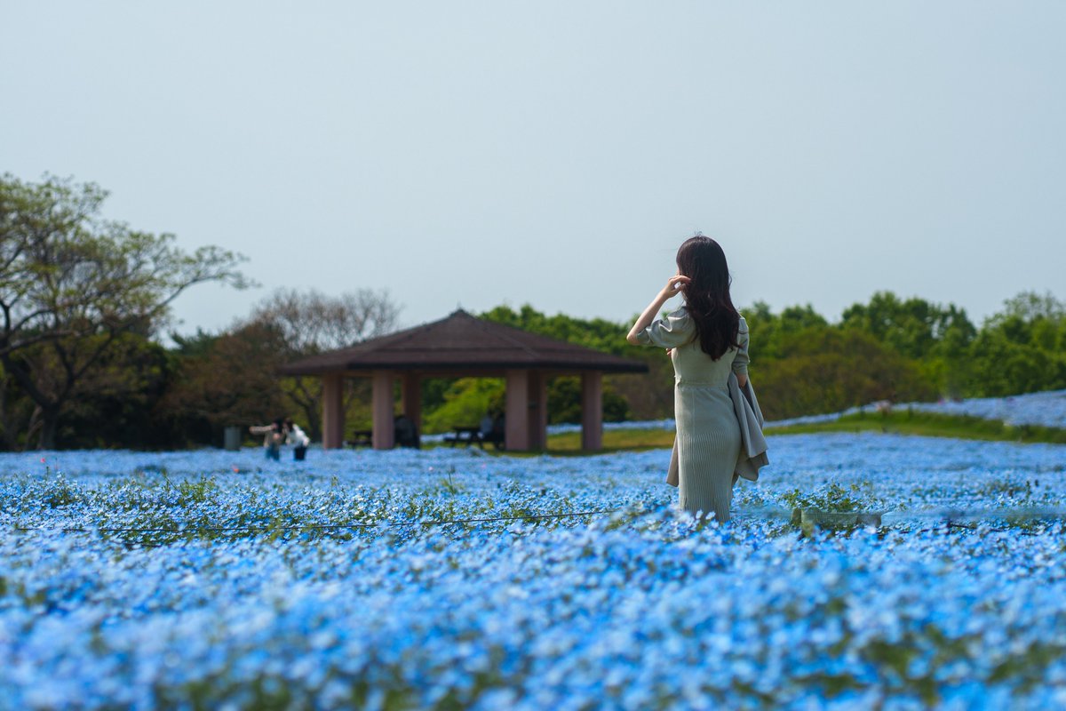 Ichiban_Japan's tweet photo. En ce moment, le Japon se pare d'un bleu merveilleux dans différents parcs qui offrent de grandes étendues de némophiles 🩵
12 lieux pour en profiter sur mon site ➡️ https://t.co/pboPWS7ab7 https://t.co/88pKBKDSLW