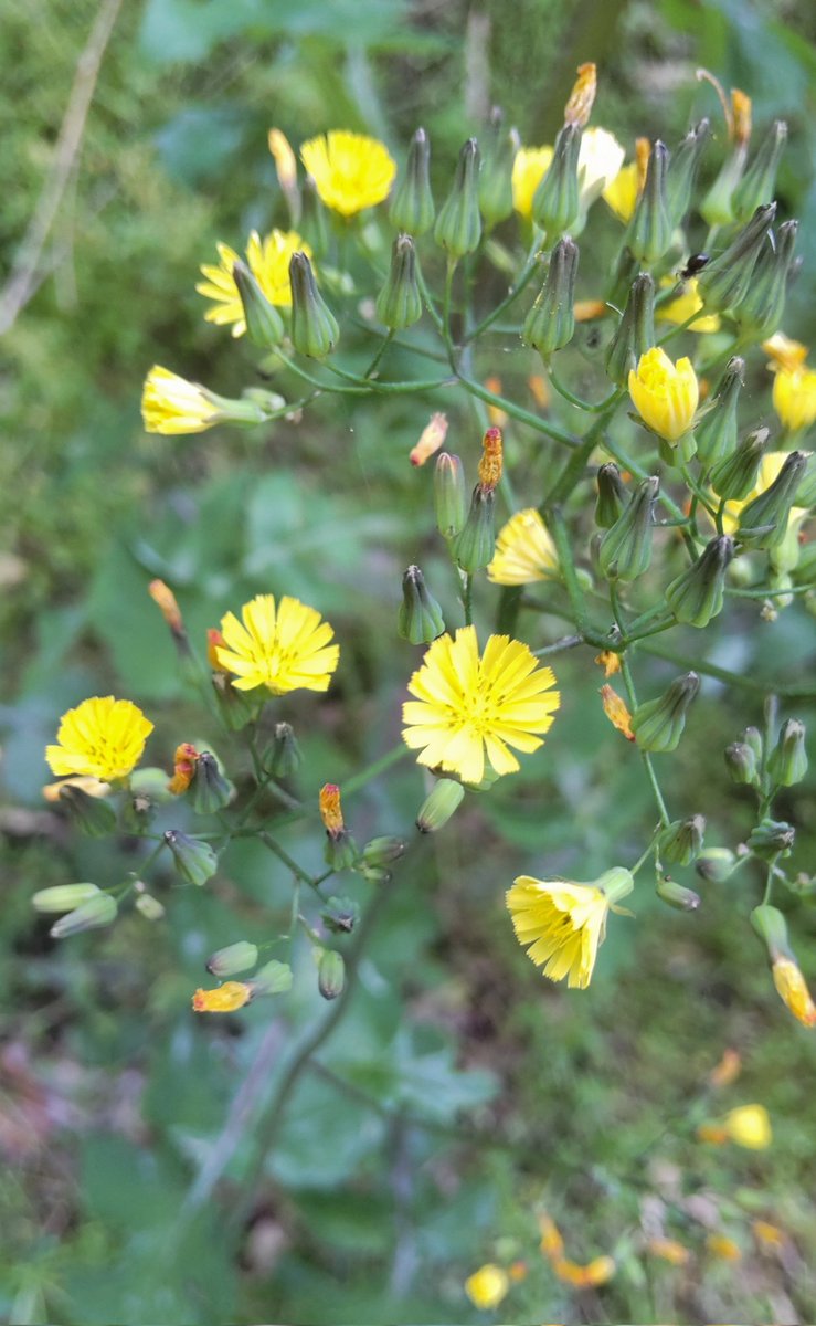 今日のお花 な～んてテーマはないですけど😅野にひっそりと咲く名前も知らない昔からある小さな花をご紹介します😊 明日も良い日であります様に🙏 おやすみなさい🌌