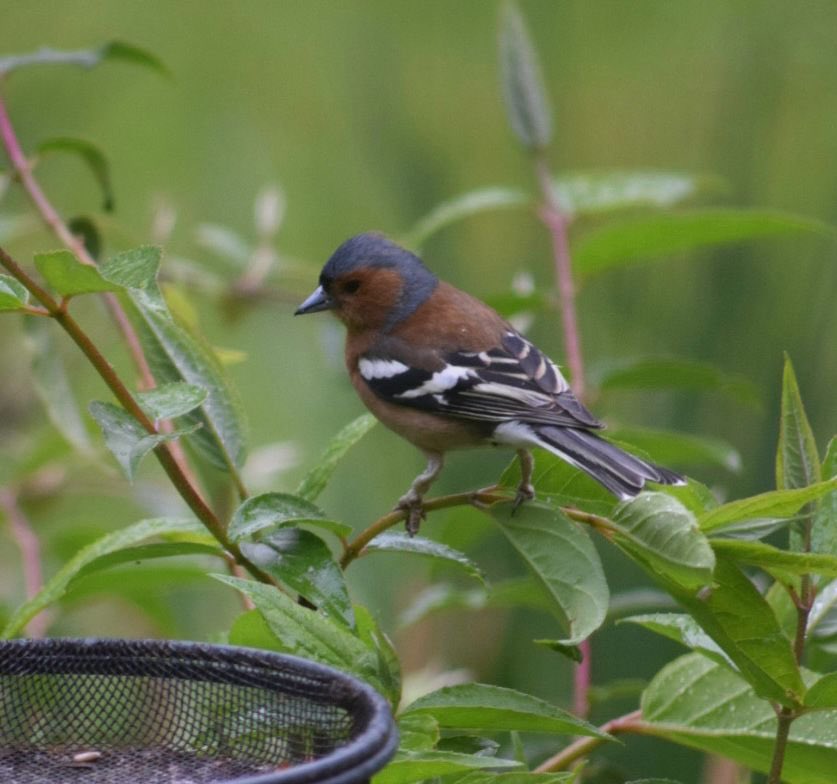 Bedales Prep ODW tweet media