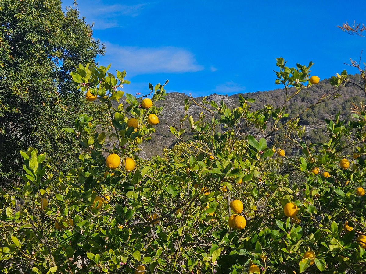 Feia molt de temps que tenia pendent fer una bona caminada per la la Vall de Gallinera i ahir vaig aprofitar el matí del dissabte per a anar fins a Al Patró i recórrer una part de la ruta dels 8 pobles, fins a La Carroja ... 🧵