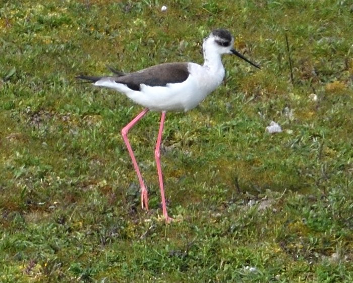 BW Stilt was a great find by Adrian at College Lake today and thanks for getting the news out promptly @college_lake @bucksalert