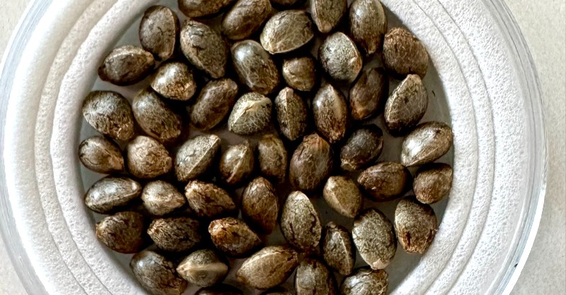 toddpmccormick's tweet photo. Legacy and heirloom garden seeds available at Authentic Genetics @agseedco https://t.co/9D7JPvPleL