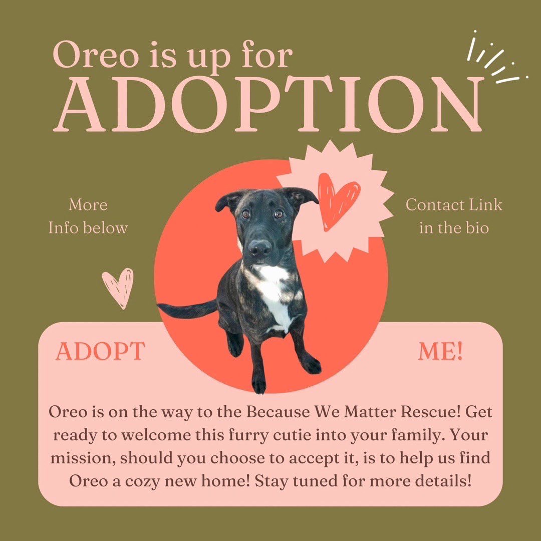 These dynamic duo cuties are making a grand appearance at BWM rescue on 5/6/24 and are in desperate need of a forever home pronto. Let's give them a ticket to their happy ending as fast as lightning! #rescueme #animals #rescue #foreverhome #fyp
