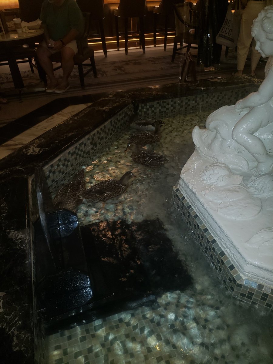 The world famous Peabody Hotel ducks...this guy is surrounded by four females, he hasn't had a peaceful moment in his life....