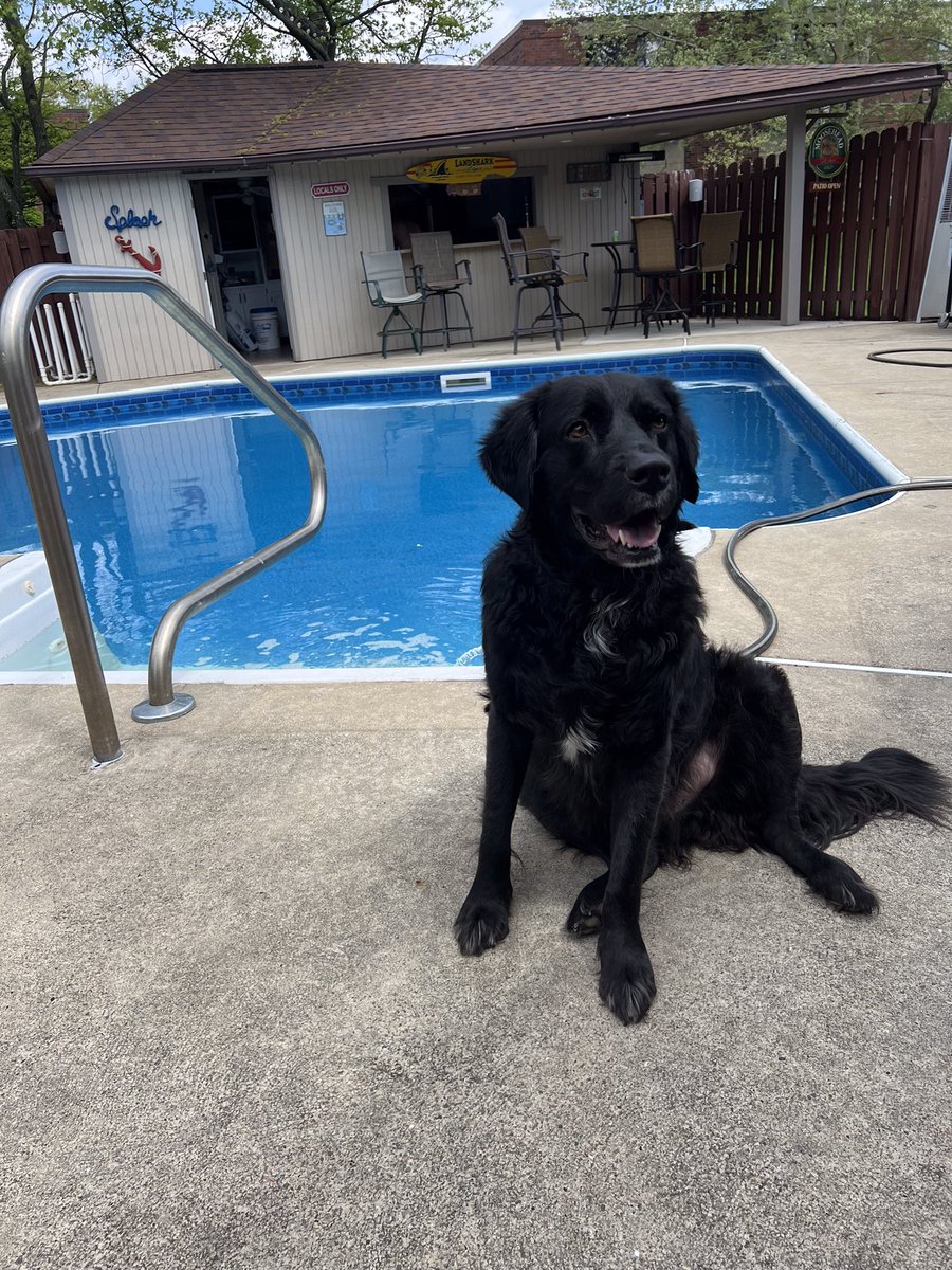 Pals Hoodad is opening the POOL! I repeat Hoodad is opening the pool. #dogs xoxo G 🐾