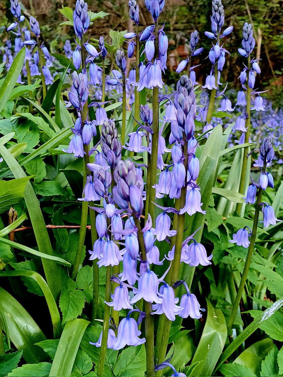 Bluebells, blossom, and wild garlic means the River Kelvin is looking like a garden and smelling like a kitchen 🌸🌿🧄 #Glasgow