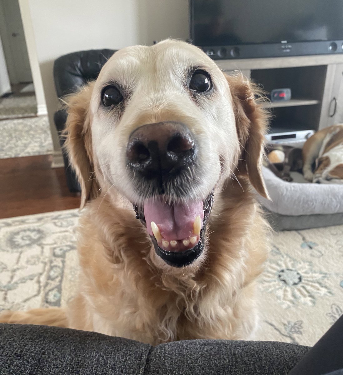 It’s been a few days and just wanted to say hi 👋🏻🐾. Happy Sunday pals! 💕#SundayMotivation #dogs