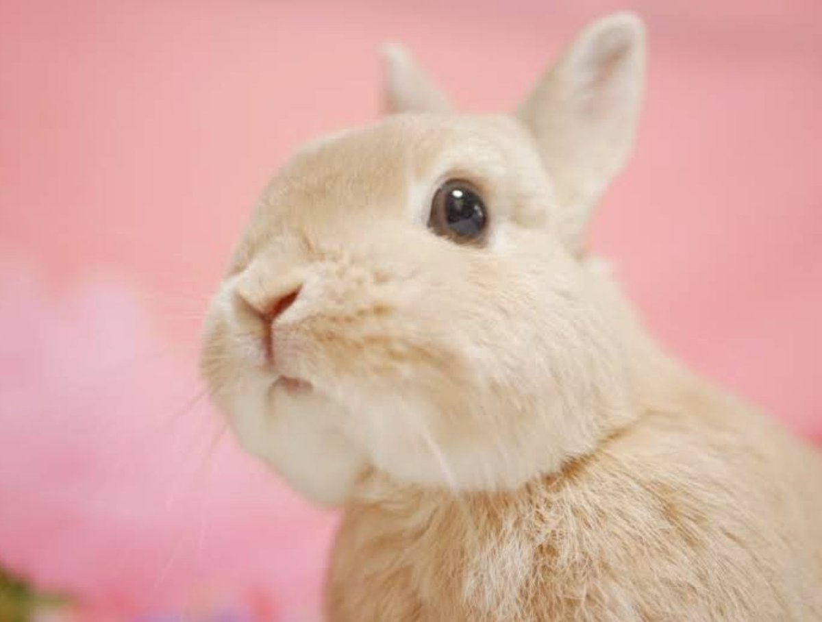 うさぎのひのき🌳 Hinoki bunny on X: 