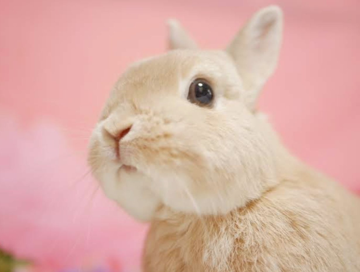 【野うさぎ♡】 はこ@カワセミ要素多めな垢 on X: 