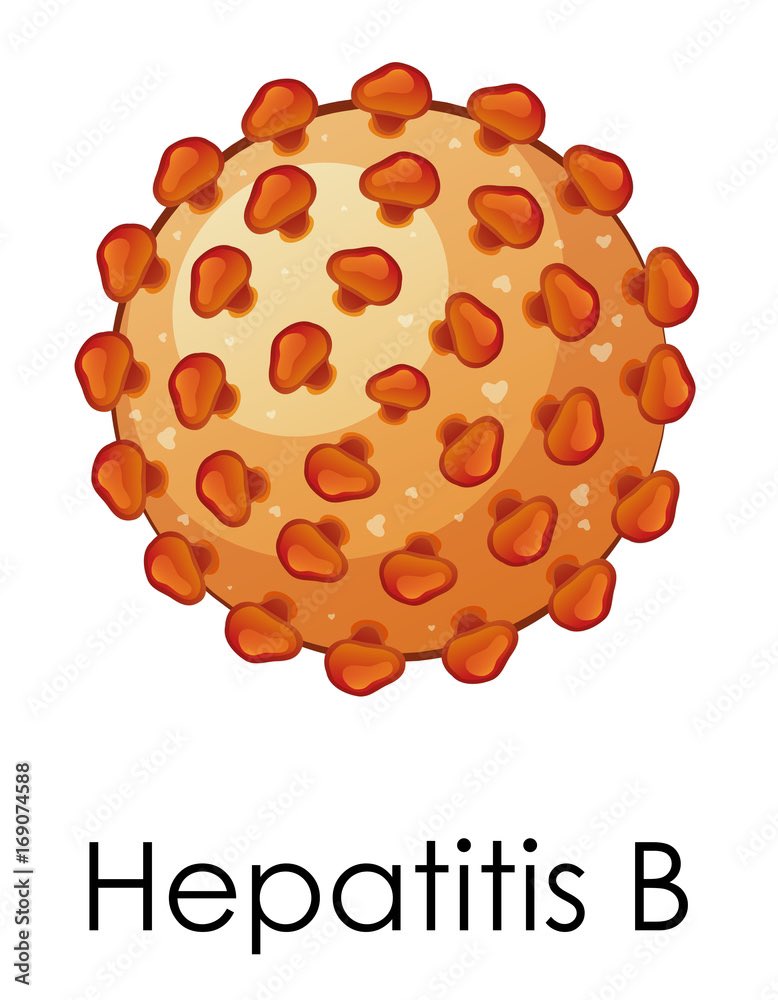 بسم الله الرحمن الرحيم 
ثريد مهم جدا لكل التخصصات الطبية 
Hepatitis B virus (HBV)🦠
او بما يسمى الكبد الوبائي ب

#Thread #IDTwitter #microbiology #Micro_Lab #virology #virus #HBV