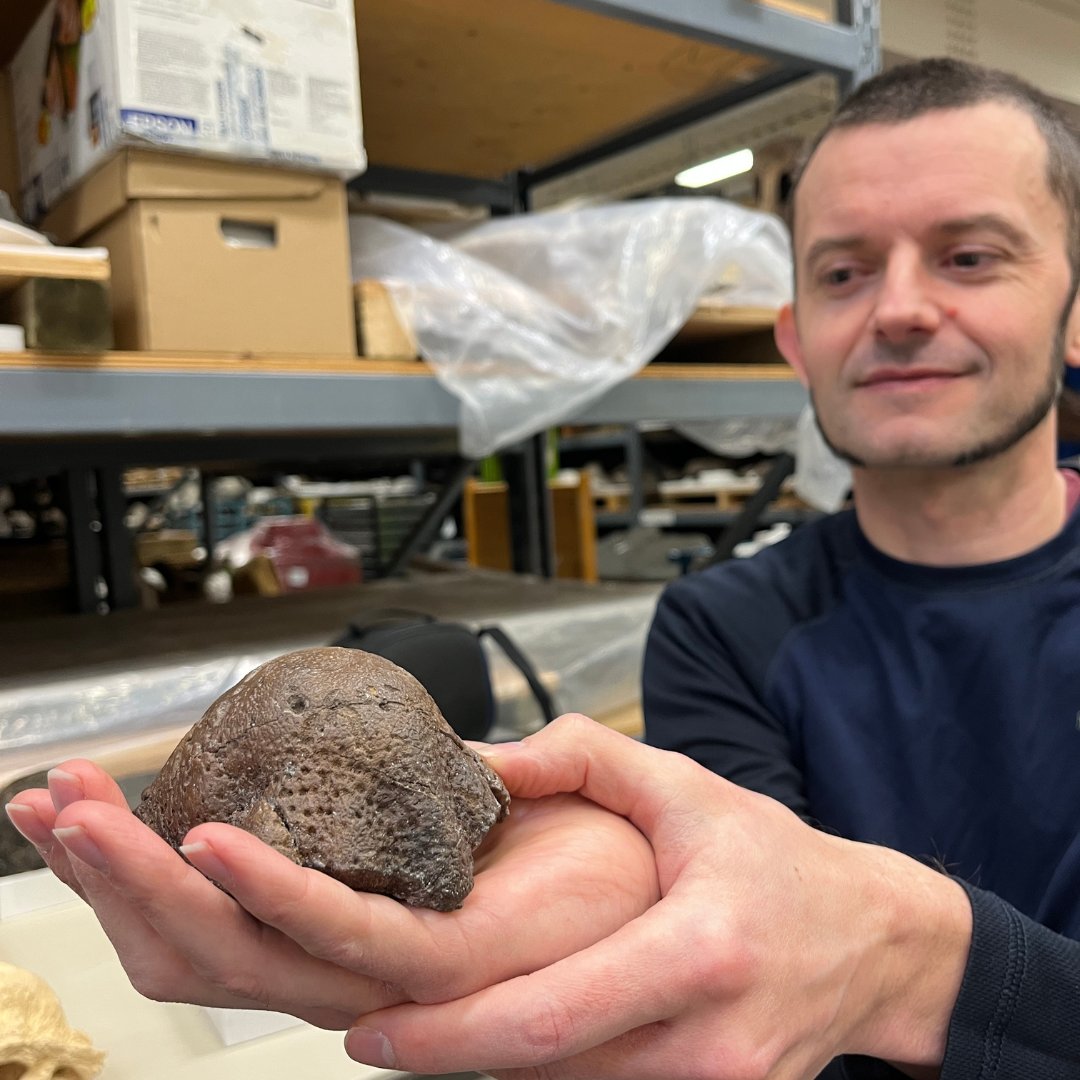 Dr. Brian Pickles and Issy Walker from the University of Reading recently visited our Collections to study Pachycephalosaur fossils. The Foraminacephale brevis skull dome Dr. Pickles holds in 📸 #2 was collected in 2022 and is the best-preserved example of that species.