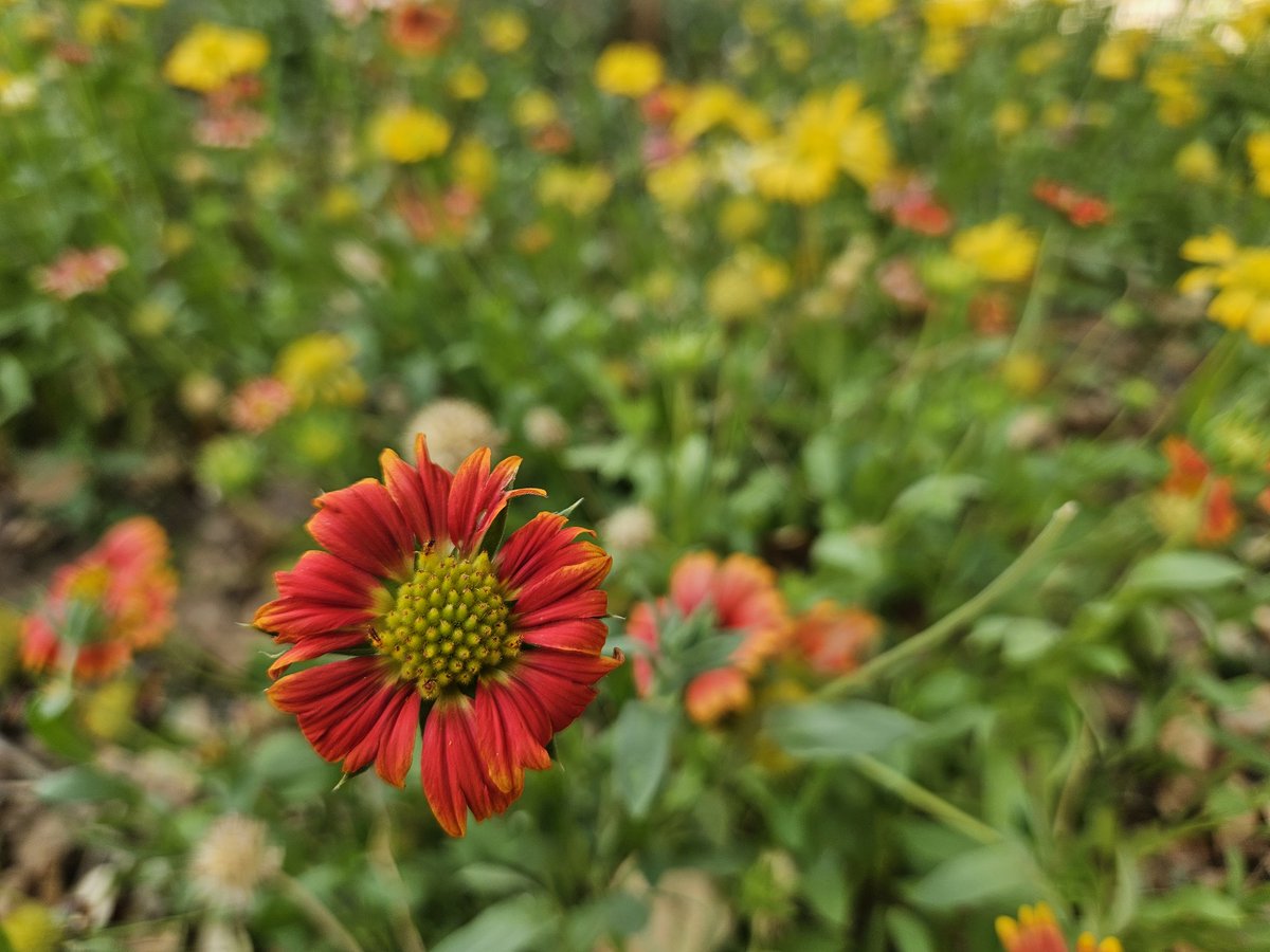 aambikaneelaa's tweet photo. Blessing my feed with this beauty. Do you know which flower it is? https://t.co/SLSVOjHBMH