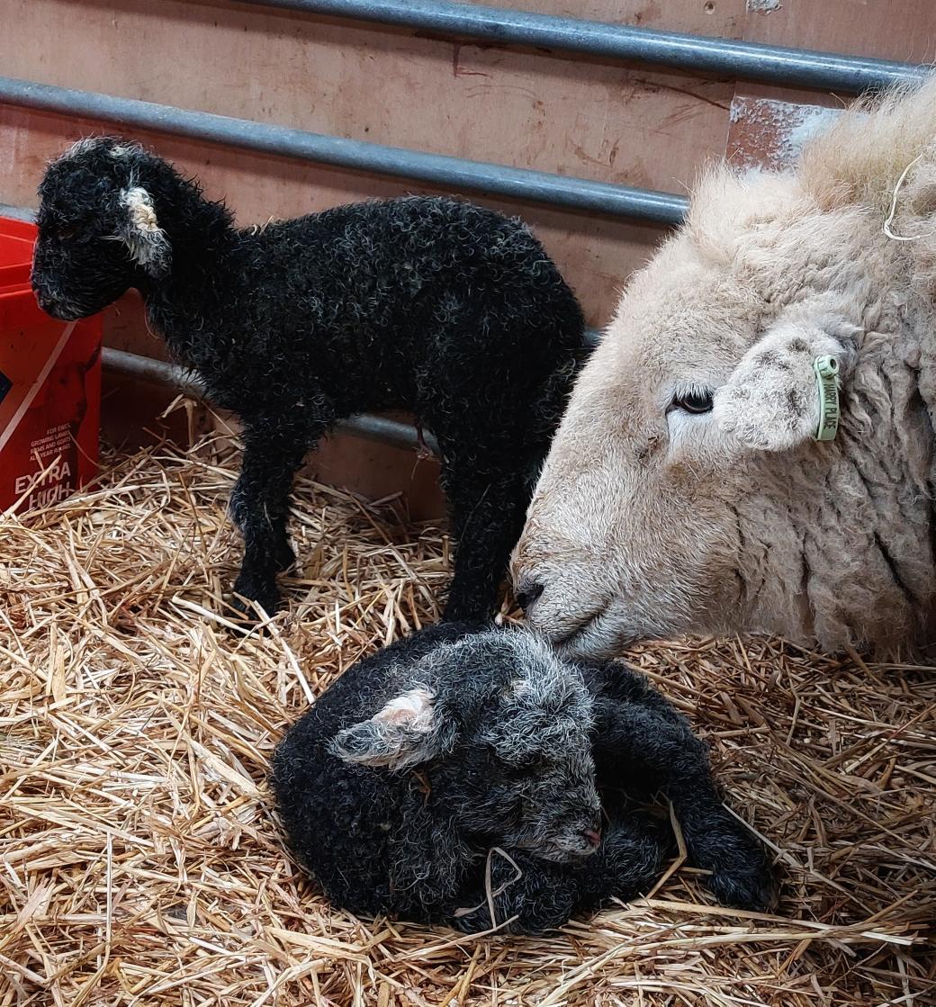 In just 4 weeks we've lambed our small flock. There have as always been highs & lows. At lunchtime today the last ewe to lamb gave birth to a set of twins one boy & one girl. They are quite small but doing well, so just keeping a close eye on them and topping up when rqd 🧡#lambs