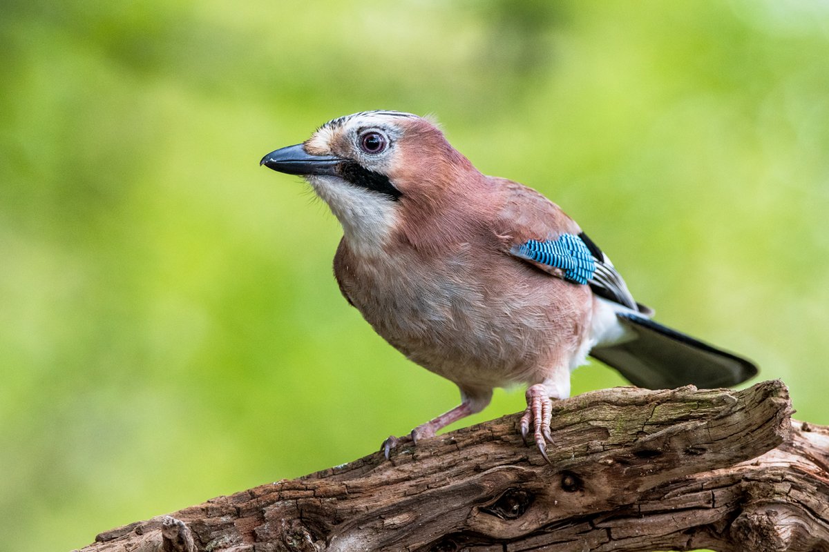 Bird on a stick 28 04 24 Jay (Garrulus glandarius) #bos2024 #sharemysony